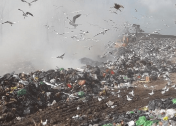 Basural colapsado: afirman que el predio está en su límite operativo