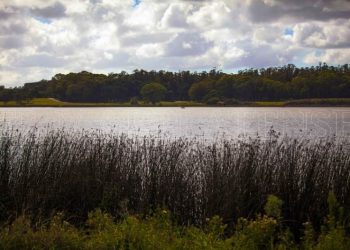 Laguna de los Padres: extraño fenómeno ocasionó muerte de peces