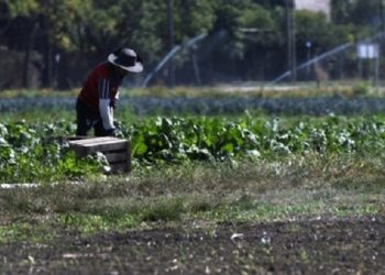 Mejoraron su economía y la convivencia con las huertas agroecológicas