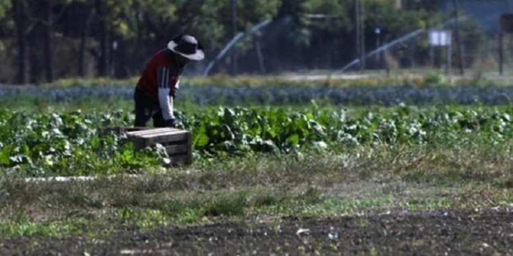 Mejoraron su economía y la convivencia con las huertas agroecológicas