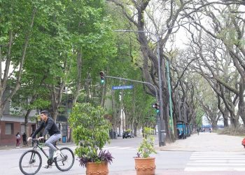 “Túneles” de árboles: cinco cielos de hojas verdes para soñar en Capital