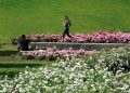 Un Rosedal “secreto” en Capital