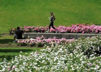 Un Rosedal “secreto” en Capital