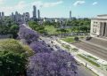 Los jacarandás florecen otra vez y la Ciudad recupera una de sus postales más coloridas