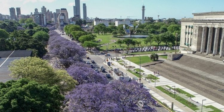 Los jacarandás florecen otra vez y la Ciudad recupera una de sus postales más coloridas