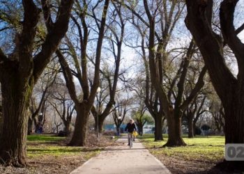 El arbolado urbano en la ciudad de Mar del Plata