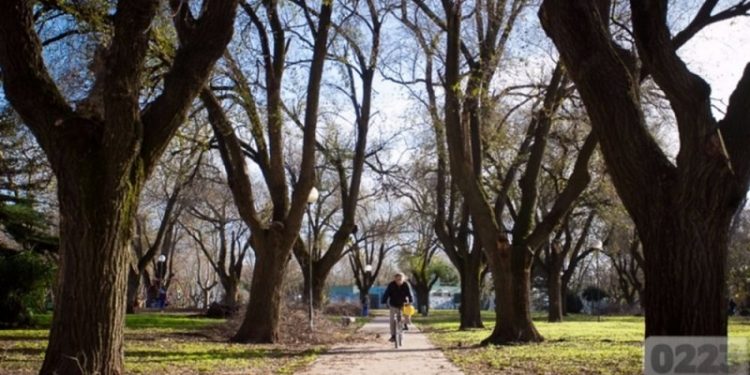 El arbolado urbano en la ciudad de Mar del Plata