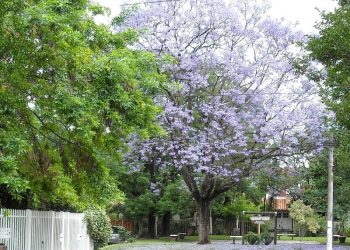 El barrio del GBA que ideó un urbanista alemán hace 75 años y ahora declararon “área protegida”