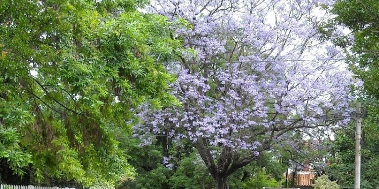 El barrio del GBA que ideó un urbanista alemán hace 75 años y ahora declararon “área protegida”