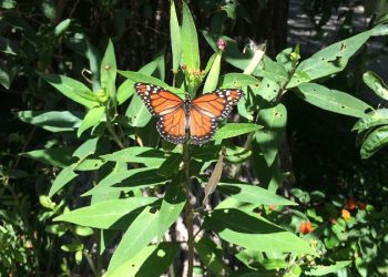 Veredas Vivas en Villa Devoto – Entrevista a Pablo Pistocchi