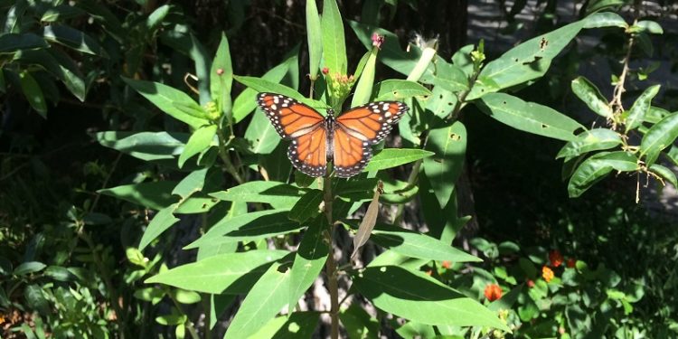 Veredas Vivas en Villa Devoto – Entrevista a Pablo Pistocchi