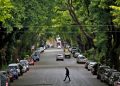 Ranking de sombra: conocé cuántos árboles tiene tu barrio