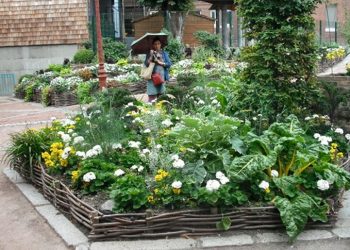 La Revolución de las huertas urbanas. Comida gratis y saludable para todos.