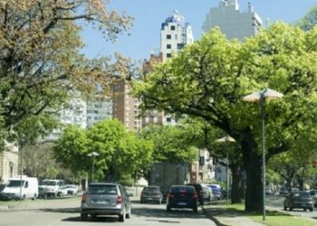 En Rosario hay en promedio 14 árboles por cuadra