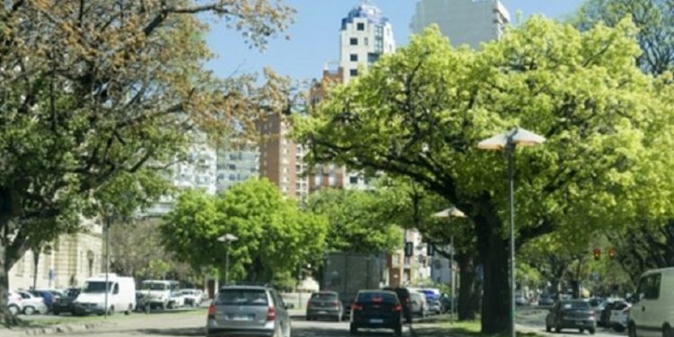 En Rosario hay en promedio 14 árboles por cuadra