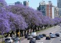 Hay más árboles en la Ciudad y sus copas cubren un 30% de la superficie porteña