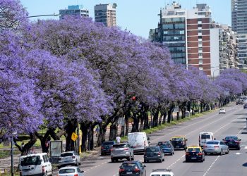 Hay más árboles en la Ciudad y sus copas cubren un 30% de la superficie porteña