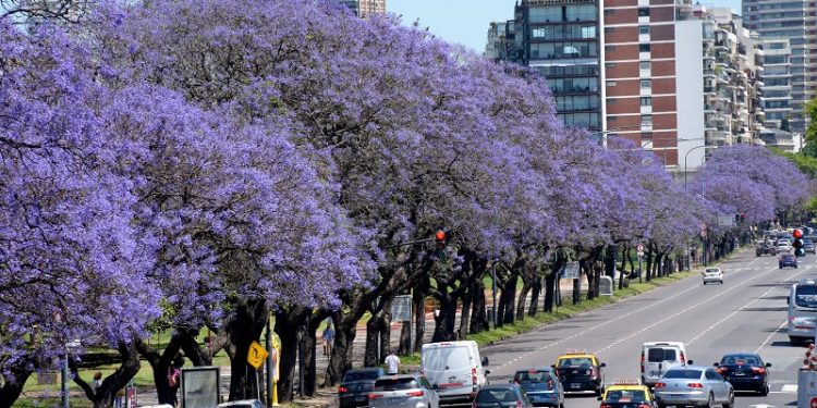 Hay más árboles en la Ciudad y sus copas cubren un 30% de la superficie porteña