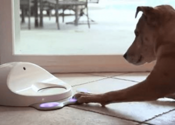 Tecnología y Urbanismo: Aplicaciones a medidas de las mascotas