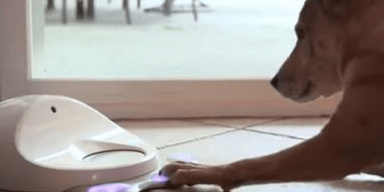 Tecnología y Urbanismo: Aplicaciones a medidas de las mascotas