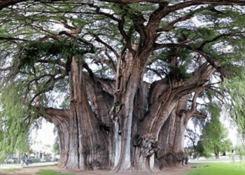 Por qué se celebra el 29 de agosto el Día del árbol en la Argentina
