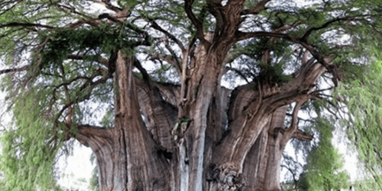 Por qué se celebra el 29 de agosto el Día del árbol en la Argentina