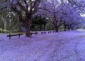 Los jacarandás ya muestran toda su belleza en la Ciudad