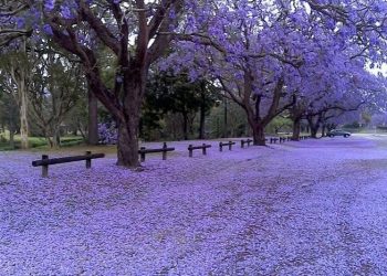 Los jacarandás ya muestran toda su belleza en la Ciudad
