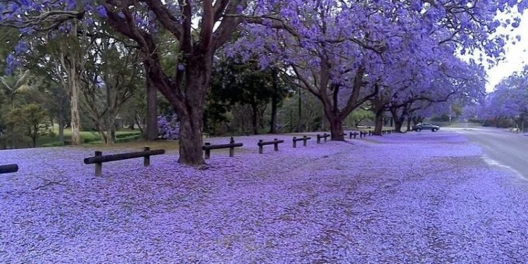 Los jacarandás ya muestran toda su belleza en la Ciudad