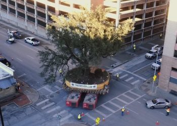 Así se trasladan de sitio árboles gigantes con cientos de años, sin dañarlos