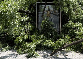 De vientos, tormentas y troncos inestables: el mapa actual de los árboles en la Ciudad de Buenos Aires