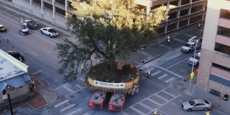 Así se trasladan de sitio árboles gigantes con cientos de años, sin dañarlos