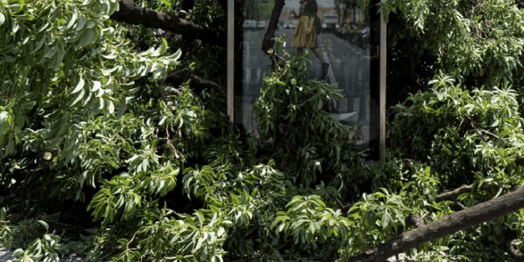 De vientos, tormentas y troncos inestables: el mapa actual de los árboles en la Ciudad de Buenos Aires