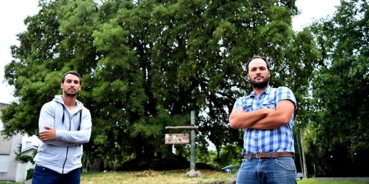 Reclaman cuidados y control para el arbolado urbano marplatense