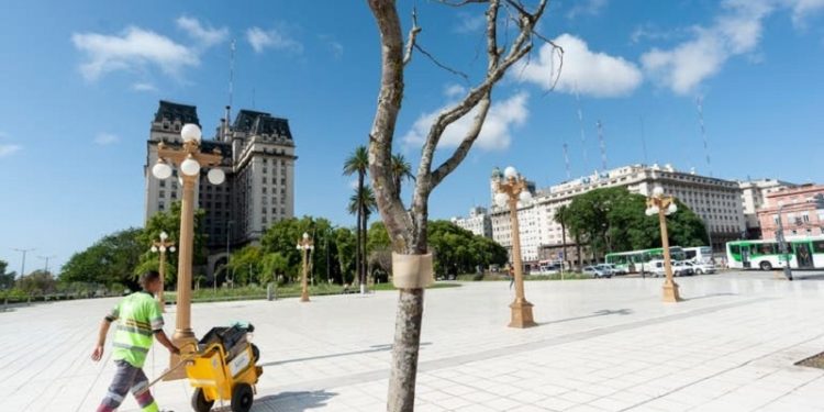 Paseo del Bajo: un tercio de los nuevos árboles están secos