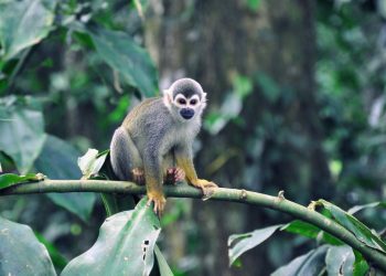 ¿Cuál es el vínculo entre COVID-19 y las emergencias ecológica y climática?