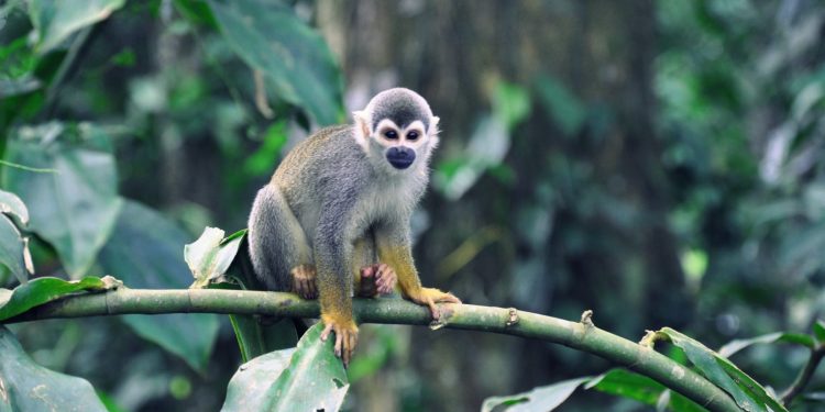 ¿Cuál es el vínculo entre COVID-19 y las emergencias ecológica y climática?