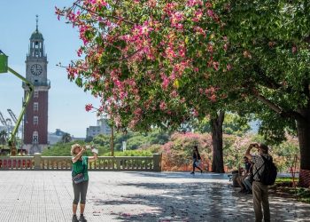 Los parques se tiñeron de rosa con las flores de los palos borrachos
