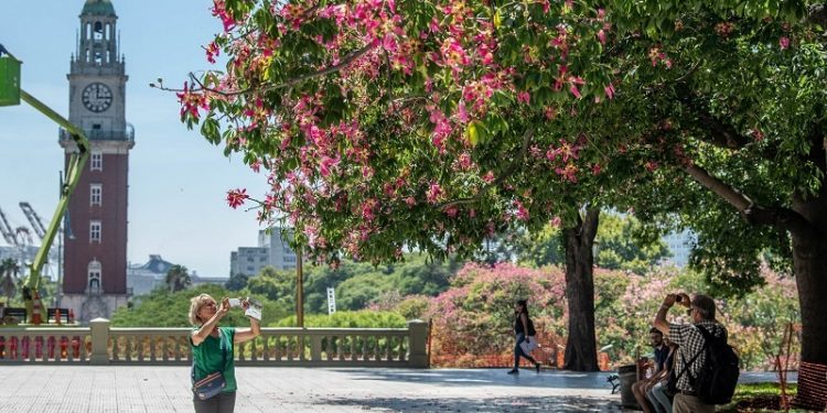 Los parques se tiñeron de rosa con las flores de los palos borrachos