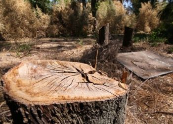 Monte Caballero, un oasis verde en peligro en el suroeste de Rosario