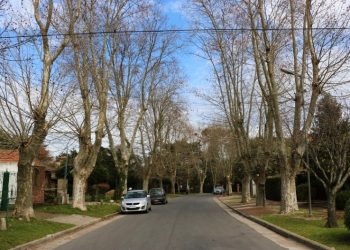El valor del arbolado urbano en Mar del Plata y cómo aportar “un granito de arena”