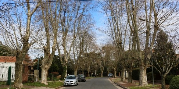 El valor del arbolado urbano en Mar del Plata y cómo aportar “un granito de arena”