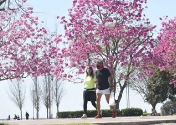 Explosión rosada de lapachos en Rosario: no hay cámara que se les resista