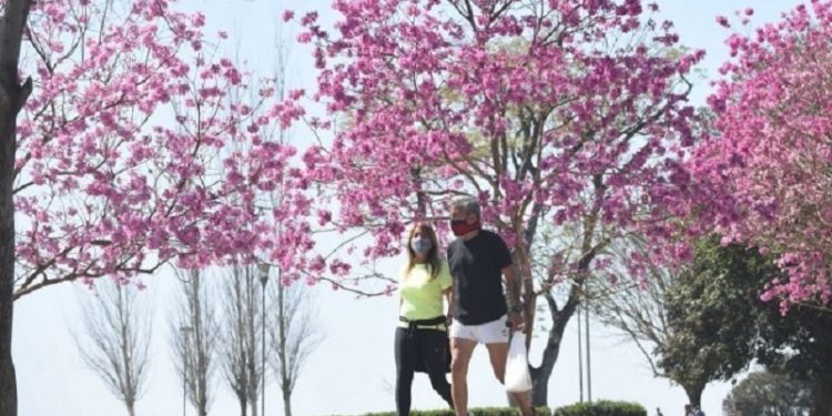 Explosión rosada de lapachos en Rosario: no hay cámara que se les resista