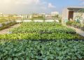 Claves para tener una huerta urbana
