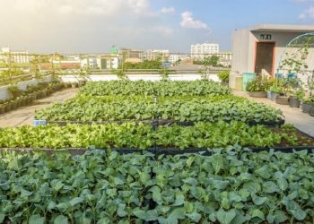 Claves para tener una huerta urbana