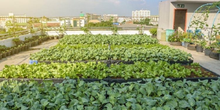 Claves para tener una huerta urbana