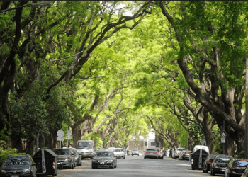 Nueva ley porteña:  más árboles en la ciudad