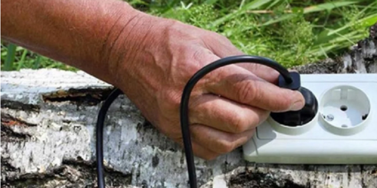 Crean un revolucionario enchufe que toma electricidad de las plantas