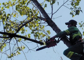 «Este fallo pone al árbol como bien común por sobre los intereses particulares»